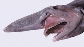 long-nosed chimaera found 