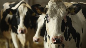 Cow Facial Recognition Becoming a Reality, Set to Revolutionize Farming