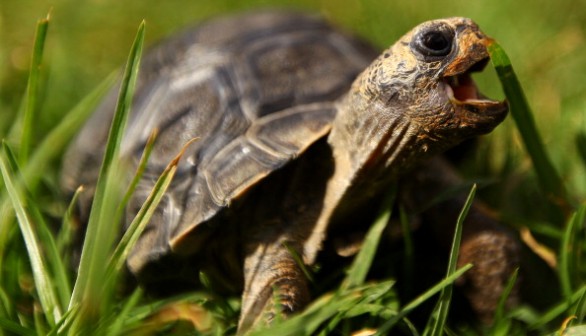 The reason behind Galápagos Islands' unique ecology