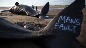 Sperm Whale Found Dead Along Philippine Shores Ingested Too Much Plastic