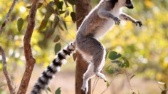 Madagascar lemur threatened by habitat destruction, hunting, illegal capture