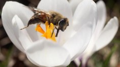 Male bumblebees leave home without looking back