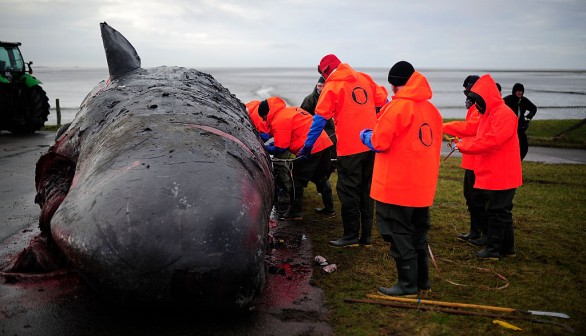 More Dead Sperm Whales Washing Up On German Shores