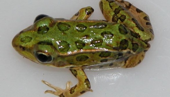 Northern leopard frog with a missing limb