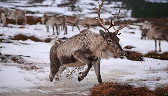 Reindeer