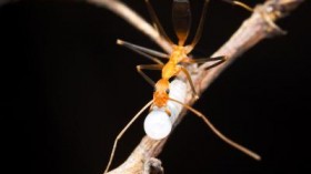 A spider ant worker is carrying a baby sibling.