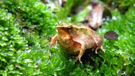 Southern Darwin's frog