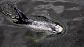 Risso Dolphins