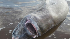 beached Greenland shark 