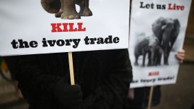 Ivory trade