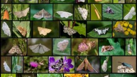 lepidopteran herbivores