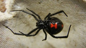 black widow 