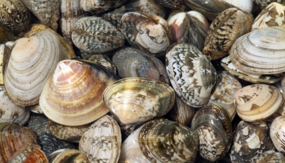 shellfish