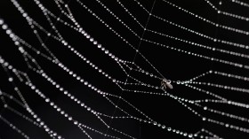 Cobwebs Catch The Early Morning Mist