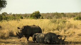 Researchers Build Robo-Rhinos to Integrate, Guard Packs, Stop Poaching