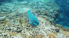 Scenes Of Lady Elliot Barrier Reef Eco Island