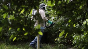 Pesticide Ban: Evidence Links Chemicals to Bird, Bee Deaths, Exctinction Threats