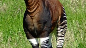 okapi 