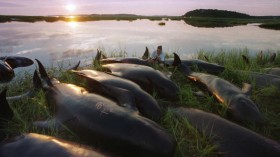 False Killer Whales