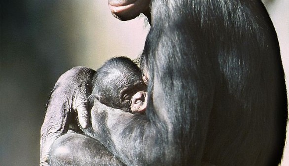 McHumba The Female Pygmy Chimpanzee