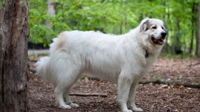 Great Pyrenees Mountain Dog