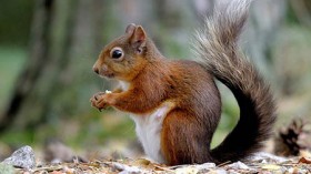 red squirrel 