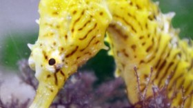 Dwarf seahorses