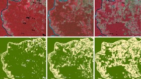 changes in forest cover