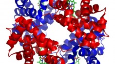 human hemoglobin 