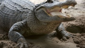 alligator