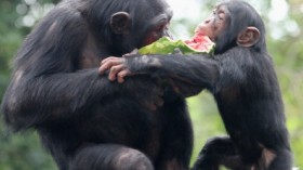 Chimpanzees