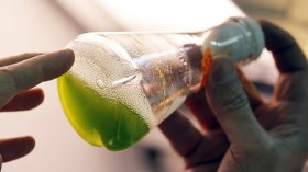 Pictured is a test tube of biofuel made from microalgae bred in a laboratory in Libourne, southwestern France, December 11, 2012. 