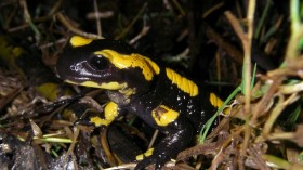 Fire salamander