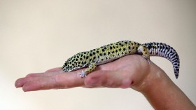 Geckos