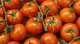 What Do Tomatoes Taste Like? Flavor Study Finally Recreates The Taste of Real Tomatoes