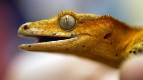 Gecko Lizard