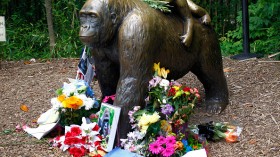 Controversy Rages After Shooting Death Of Endangered Gorilla At Cincinnati Zoo