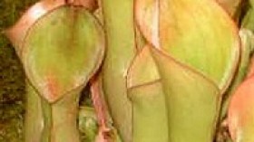 Pitcher plant