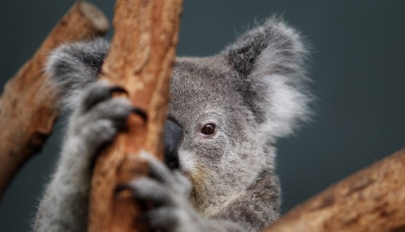 A Koala named 'Elle' sits in her enclosure at Wildlife World in Sydney June 28, 2011