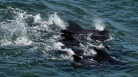 Pilot Whales