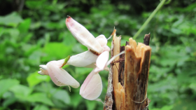 Orchid mantis