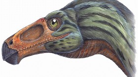 therizinosaur (Erlikosaurus andrewsi )