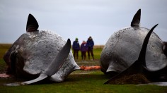 More Dead Sperm Whales Washing Up On German Shores