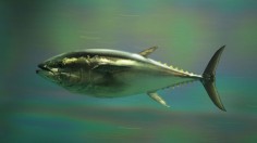 bluefin tuna 