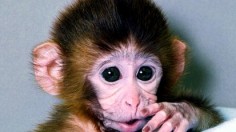 Rhesus Monkey