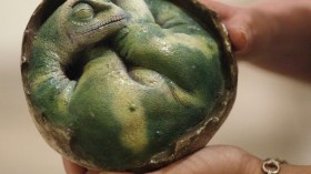 Tiniest Giants: Discovering Dinosaur Eggs Exhibit