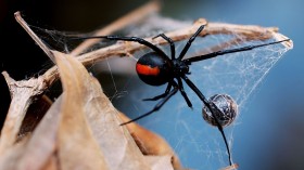 Redback spider