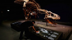 Man Cannot Revive Dinosaurs Using Fossilised Protein Yet, Scientists Explain