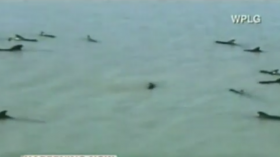 stranded pilot whales 