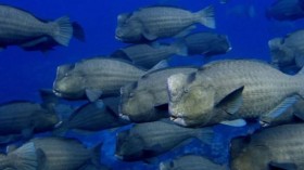 bumphead parrotfish